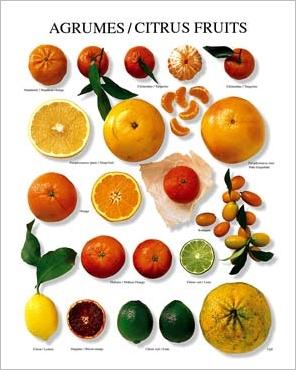 img_Citrus-Fruit_Atelier-Nouvelles-Images_ref_110.001423.00_mode_zoom.jpg