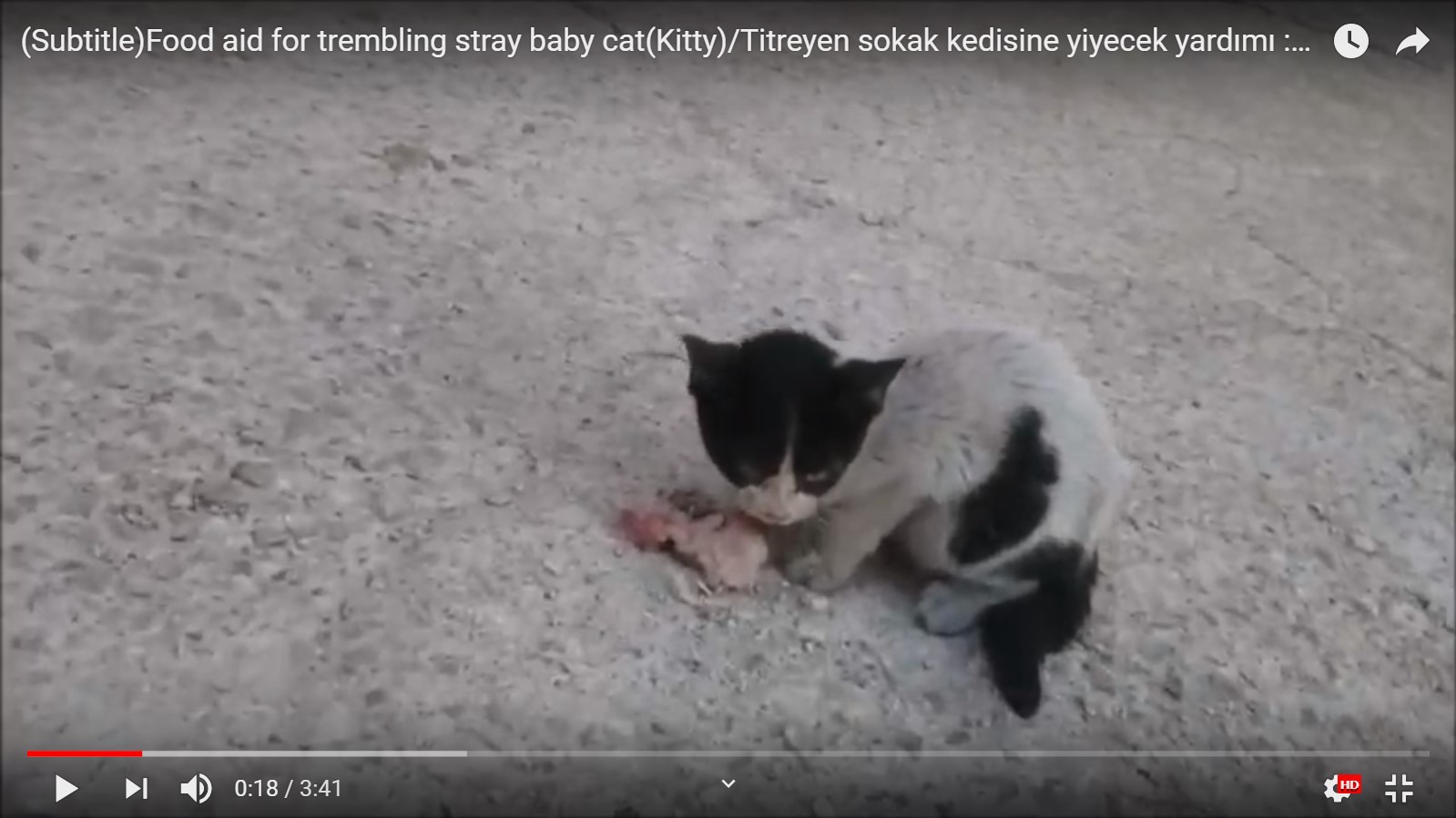 Zavallı titreyen yavru sokak kedisine yardım yemek vermek tavuk ciğeri kalbi daşlık Scree...jpg