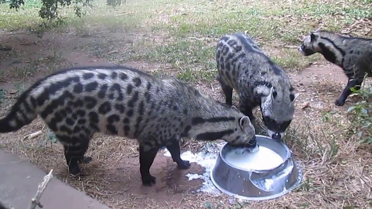 african civet cats afrika civet kedileri süt içiyor sanırım maxresdefault.jpg