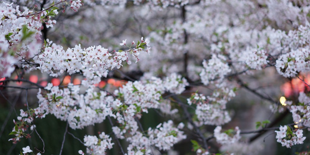Cherry Kiraz origin anavatanı Aandolu Türkiye Beyaz çiçekli ortası pembe  Giresun-Kiraz.jpg