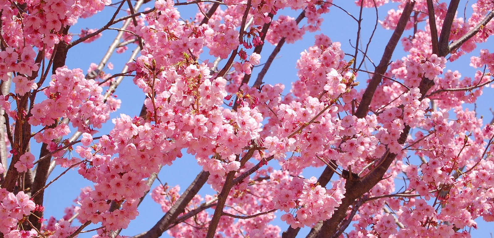 Cherry Origin is Turkei Turkey Türkiye Anadolu blossom-sakura-in-springtime 2.jpg