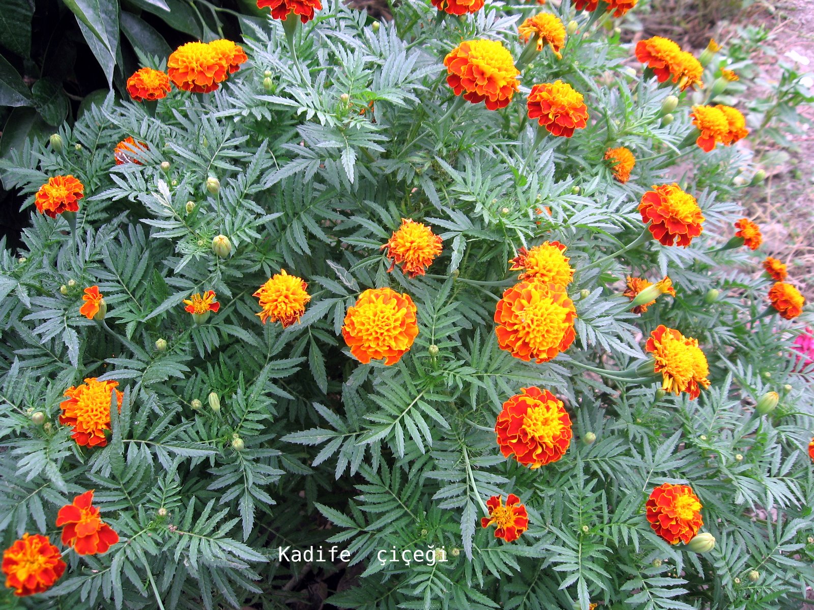 Çıtlık çiçeği Kadife çiçeği Hint kranfili Hint gülü Sarı Turuncu renk IMG_4575.JPG