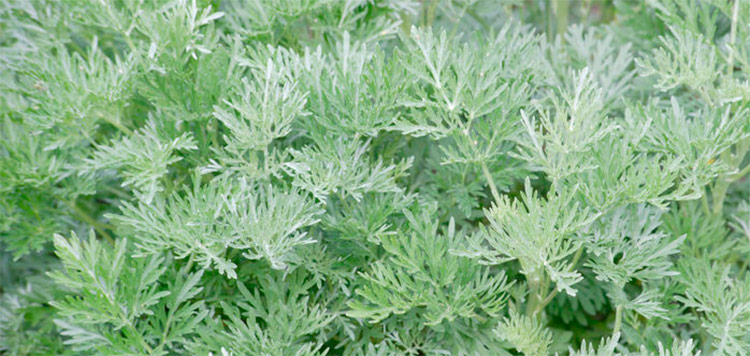 davana-essential-oil Artemisia Pallens bitki görseli .jpg