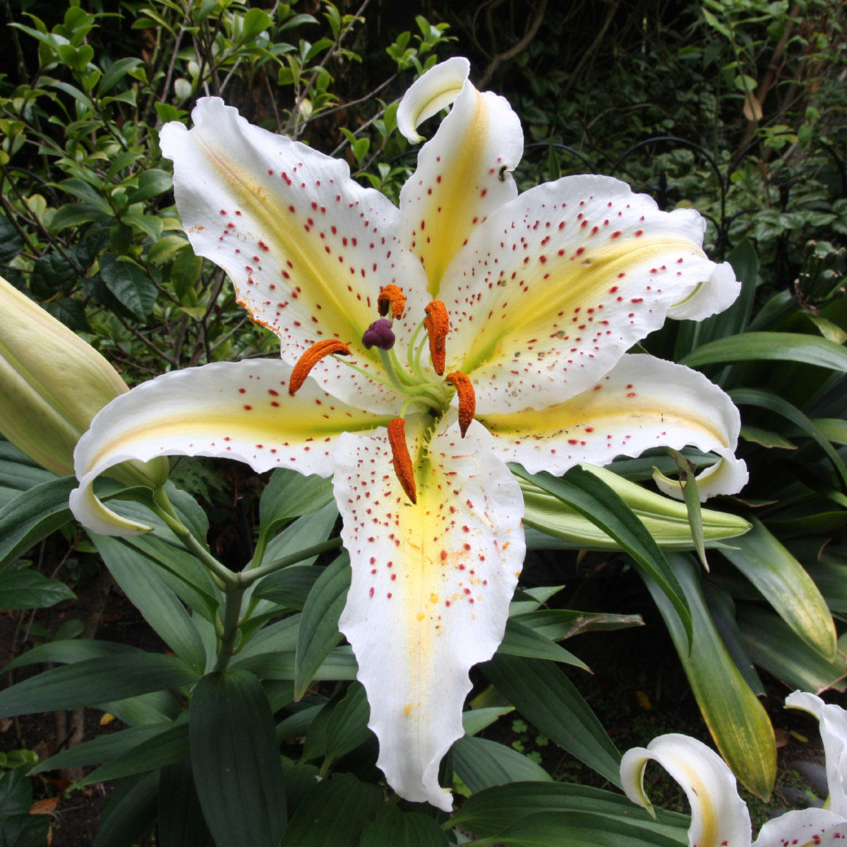 Gilded Lily Ineke for women de kullanılaz Zambak Çiçeği resimi doğal 119001187885-original.jpg