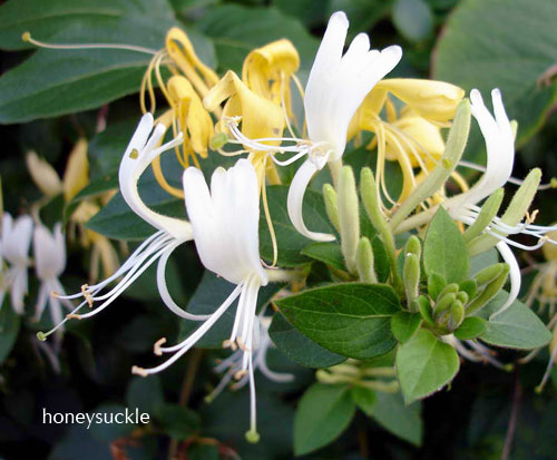 Hanımeli çiçeği Honeysuckle o.10655.jpg