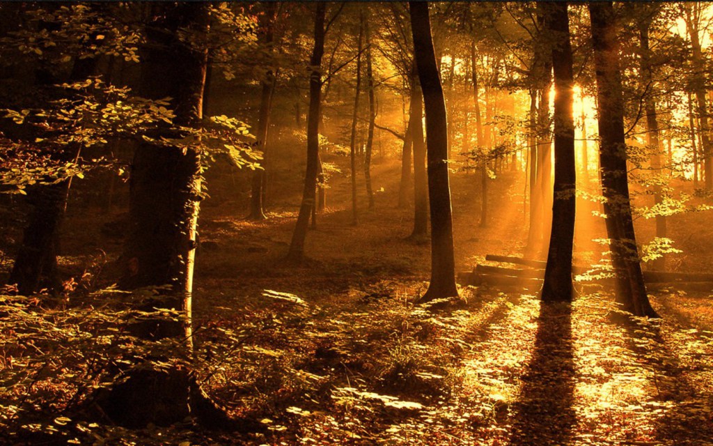 oud ormanı sun-rays-in-the-woods.jpg