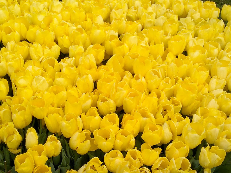 Sarı Laleler üstten görünüm tulip-2865042_960_720.jpg