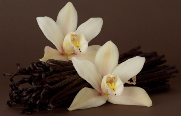 vanilya çubukları ve sanırım vanilya orkide çiçeği iki tane beyazımsı.jpg