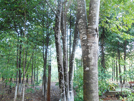 vietnam ud agacı ormanı.jpg