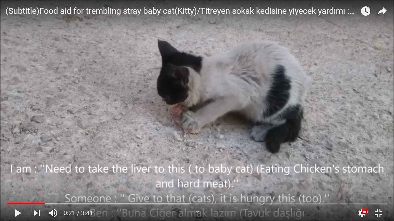 Zavallı titreyen yavru sokak kedisine yardım yemek vermek tavuk ciğeri kalbi daşlık Scree...jpg